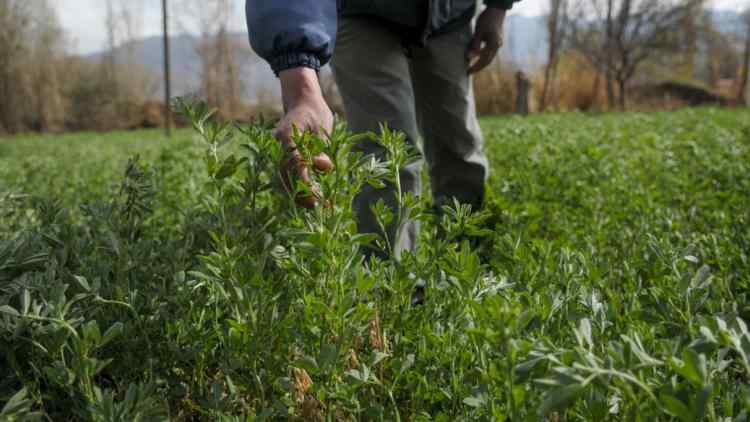 Sowing alfalfa: the keys to guaranteeing a good forage supply