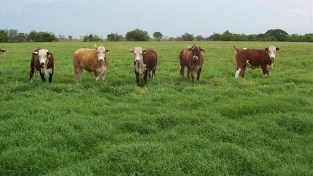 Pasturas claves para producir más y con mayor calidad Agrovoz