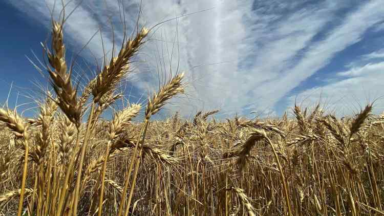 Determine the carbon footprint of wheat and what actions could be taken to reduce it