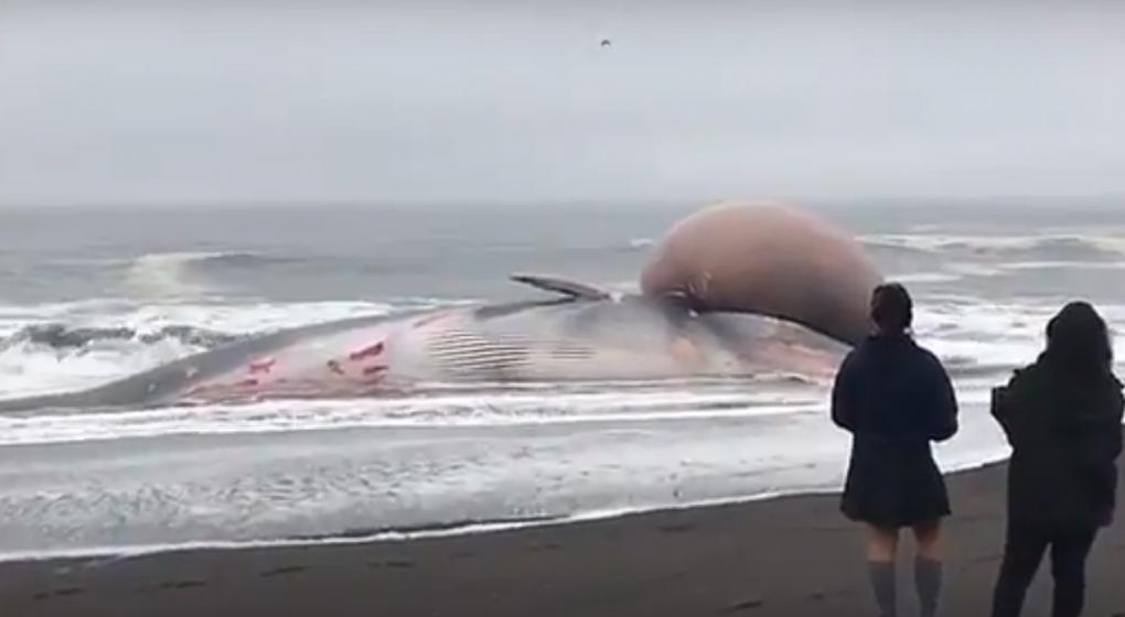 Misterio en Chile por una ballena varada con una extraña ... - La Voz del Interior