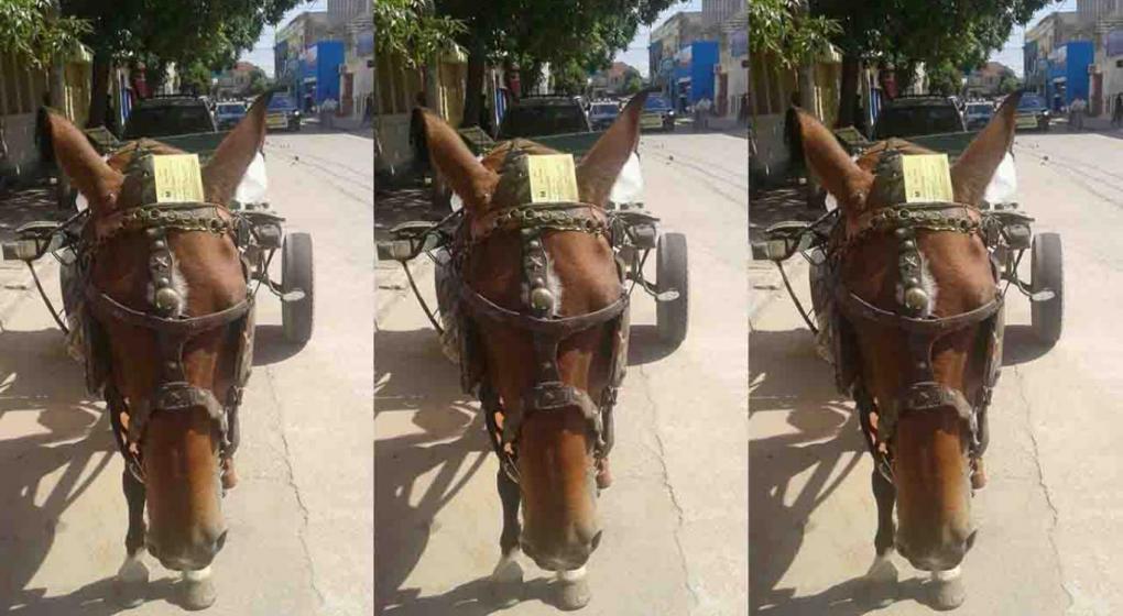 Insólito: en Villa Dolores le cobraron estacionamiento a un caballo - La Voz del Interior