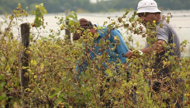 Vendimia. Según los productores caroyenses, la vendimia de este año será igual de magra que la del año pasado y que la de 2014 (LaVoz).