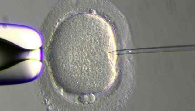 FERTILIZACIÓN. (Archivo).